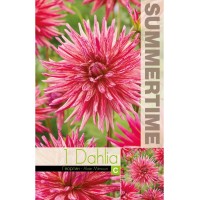 Далия (Гергина) Кактусова Ален Мимун - 1 бр луковицa