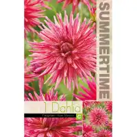 Далия (Гергина) Кактусова Ален Мимун - 1 бр луковицa