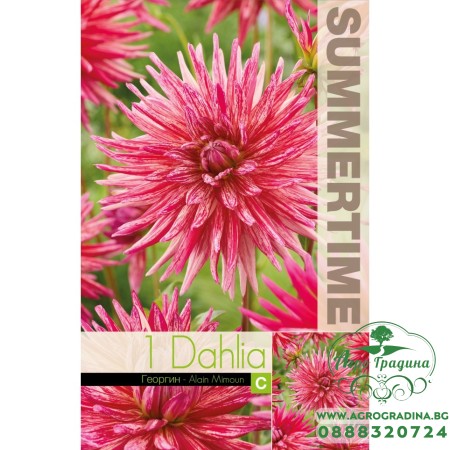 Далия (Гергина) Кактусова Ален Мимун - 1 бр луковицa