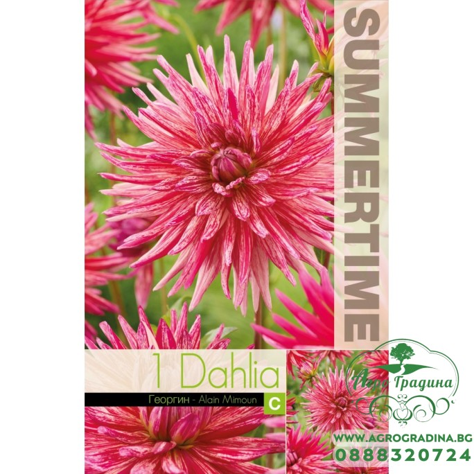 Далия (Гергина) Кактусова Ален Мимун - 1 бр луковицa