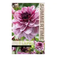 Далия (Гергина) Крем Касис / Dahlia Cav. - 1 бр луковицa