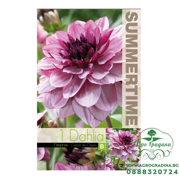 Далия (Гергина) Крем Касис / Dahlia Cav. - 1 бр луковицa