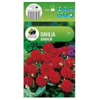 Далия (Гергина) Арнхем - 1 бр луковицa