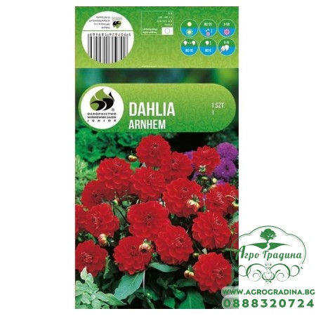 Далия (Гергина) Арнхем - 1 бр луковицa