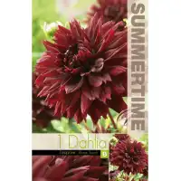 Далия (Гергина) Black Touch - 1 бр луковицa