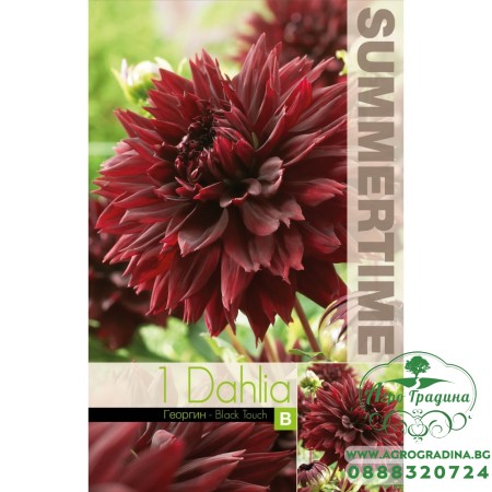 Далия (Гергина) Black Touch - 1 бр луковицa