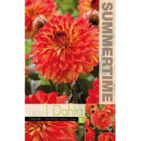 Далия (Гергина) Candlelight Amber Glow - 1 бр луковицa