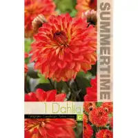 Далия (Гергина) Candlelight Amber Glow - 1 бр луковицa