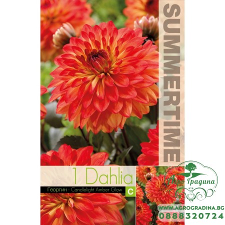 Далия (Гергина) Candlelight Amber Glow - 1 бр луковицa
