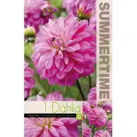 Далия (Гергина) Candlelight Smokey Blaze - 1 бр луковицa