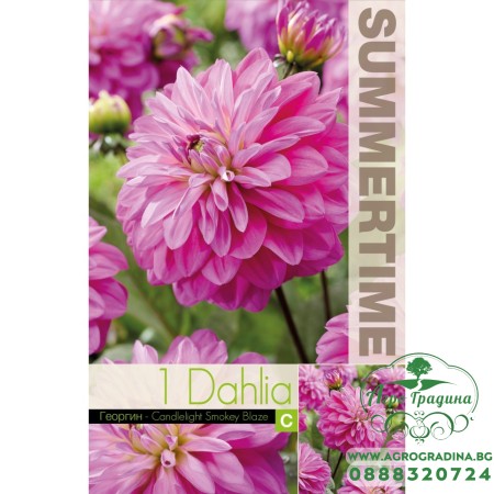 Далия (Гергина) Candlelight Smokey Blaze - 1 бр луковицa