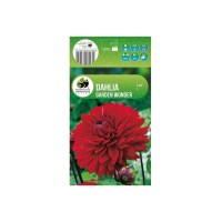 Далия (Гергина) Градинско чудо - 1 бр луковицa