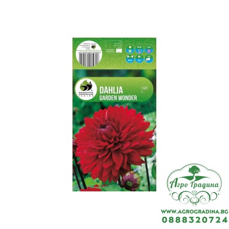 Далия (Гергина) Градинско чудо - 1 бр луковицa