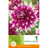 Далия (Гергина) Лилаво и бяло - 1 бр луковицa