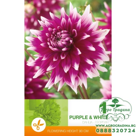 Далия (Гергина) Лилаво и бяло - 1 бр луковицa