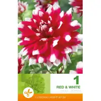 Далия (Гергина) Червено и бяло - 1 бр луковицa