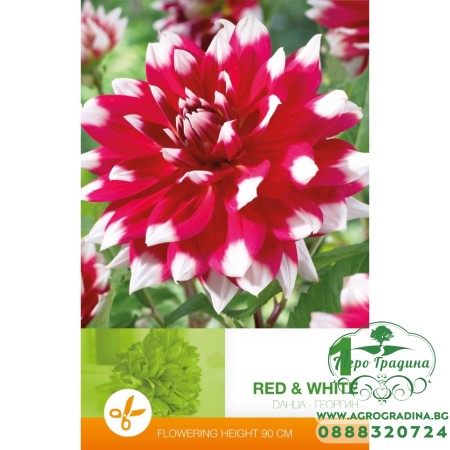 Далия (Гергина) Червено и бяло - 1 бр луковицa