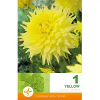 Далия (Гергина) Жълта - 1 бр луковицa