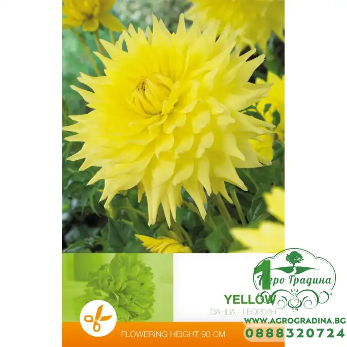 Далия (Гергина) Жълта - 1 бр луковицa