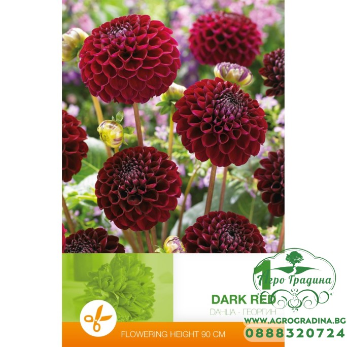 Далия (Гергина) Помпон Dark Red - 1 бр луковицa