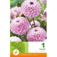 Далия (Гергина) Помпон Люляк- 1 бр луковицa