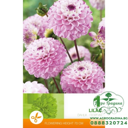 Далия (Гергина) Помпон Люляк- 1 бр луковицa