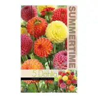 Далия (Гергина) Помпон Микс / Dahlia Cav - 5 бр луковици