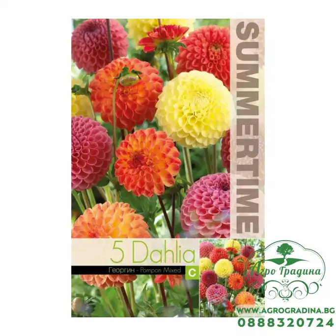 Далия (Гергина) Помпон Микс / Dahlia Cav - 5 бр луковици
