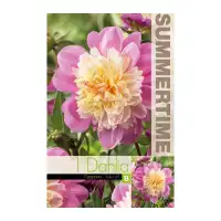 Далия (Гергина) Take off / Dahlia Cav. - 1 бр луковицa