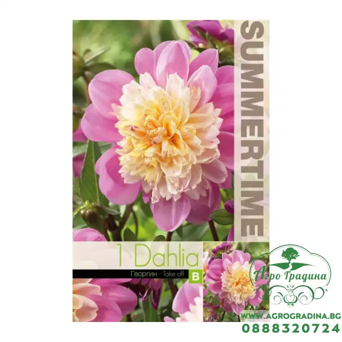 Далия (Гергина) Take off / Dahlia Cav. - 1 бр луковицa