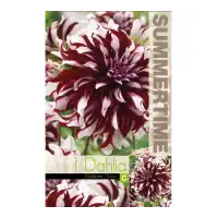 Далия (Гергина) Тартан / Dahlia Cav. - 1 бр луковицa