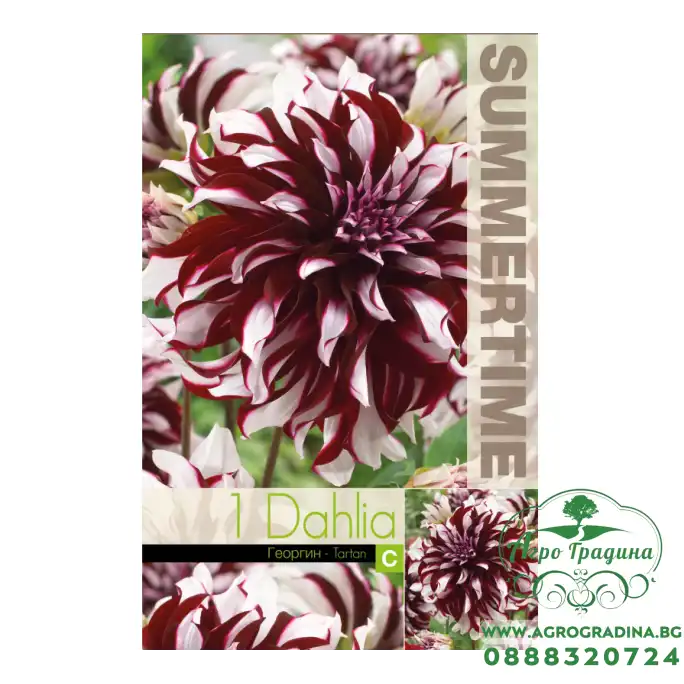 Далия (Гергина) Тартан / Dahlia Cav. - 1 бр луковицa
