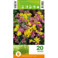 Декоративен лук Микс / Allium Mixed – 20 бр луковици