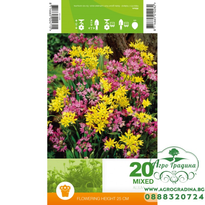 Декоративен лук Микс / Allium Mixed – 20 бр луковици