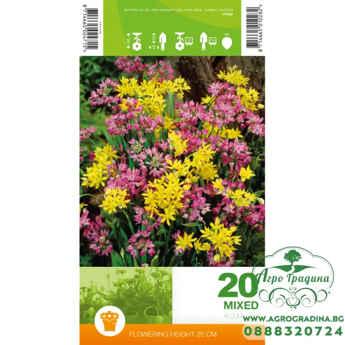 Декоративен лук Микс Allium Mixed – 20 бр луковици