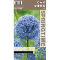 Декоративен лук Син Allium Caeruleum - 10 бр луковици