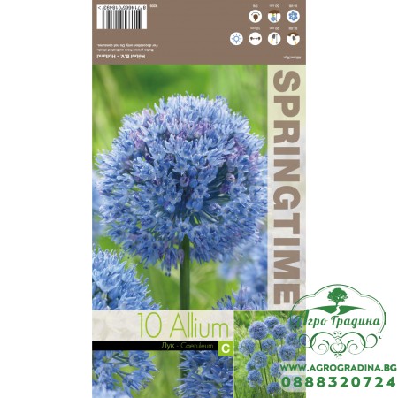 Декоративен лук Син / Allium Caeruleum - 10 бр луковици 