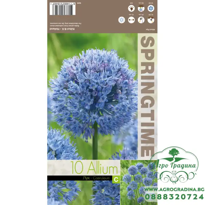 Декоративен лук Син Allium Caeruleum - 10 бр луковици
