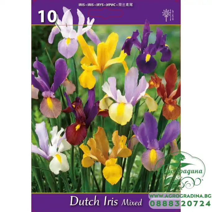 Ирис Холандски Микс Dutch Iris Mixed - 10 бр луковици