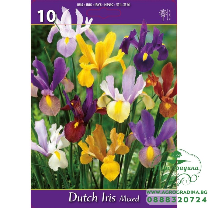 Ирис Холандски Микс Dutch Iris Mixed - 10 бр луковици Ирис Холандски Микс Dutch Iris Mixed - 10 бр луковици