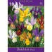 Ирис Холандски Микс Dutch Iris Mixed - 10 бр луковици – Есенни луковици