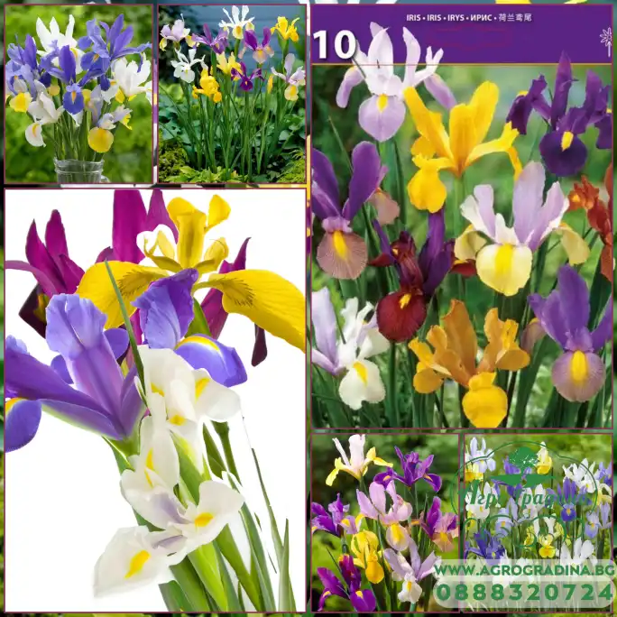 Ирис Холандски Микс Dutch Iris Mixed - 10 бр луковици