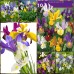 Ирис Холандски Микс Dutch Iris Mixed - 10 бр луковици – Есенни луковици