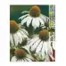 Ехинацея Алба Echinacea - 1 бр коренище