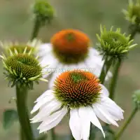 Ехинацея Алба / Echinacea - 1 бр коренище