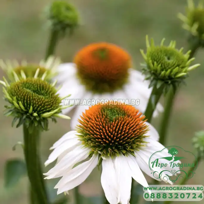 Ехинацея Алба / Echinacea - 1 бр коренище
