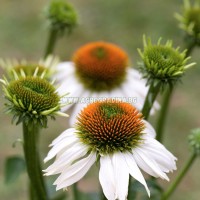 Ехинацея Алба Echinacea - 1 бр коренище