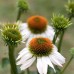 Ехинацея Алба Echinacea - 1 бр коренище – Пролетни луковици
