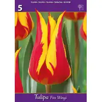 Лале Огнени криле Tulipa Fire Wings - 5 бр луковици