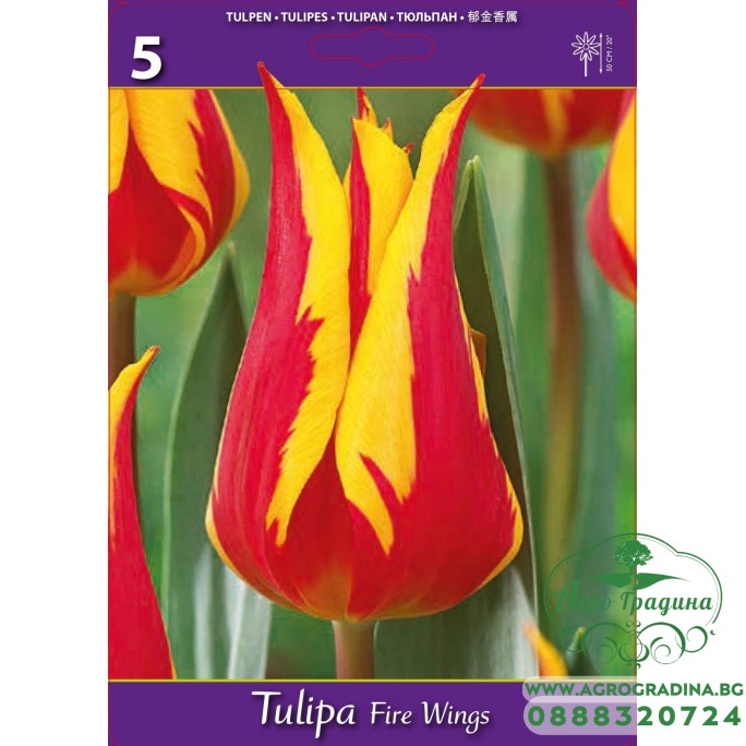 Лале Огнени криле / Tulipa Fire Wings - 5 бр луковици